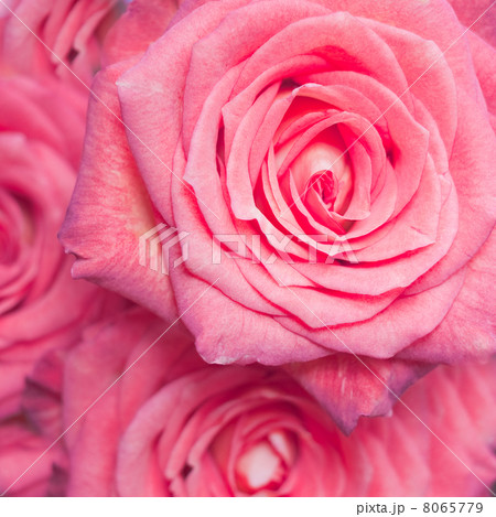 rose bouquet 8065779