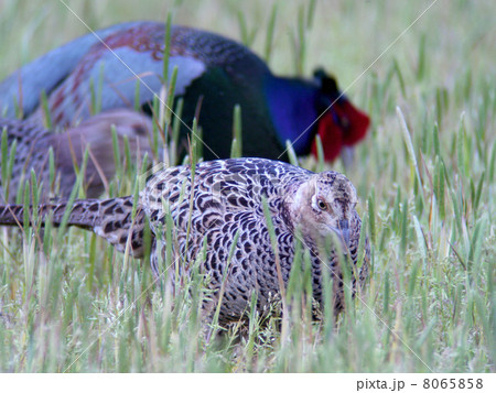 オスキジに寄り添うメスキジ 8065858