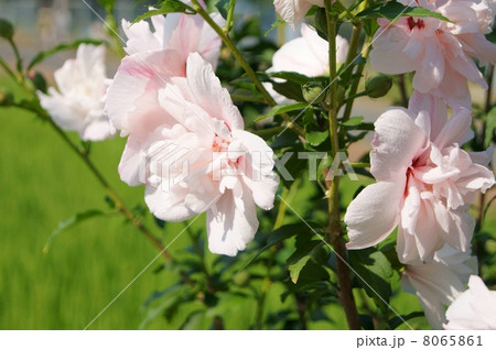 八重咲きのムクゲ（淡桃） 8065861