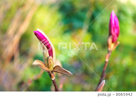 Blooming of magnolia the kidneys. Spring. 8065942