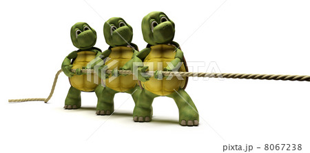 Tortoises pulling on a rope 8067238