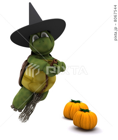 tortoise dressed as a witch for halloween tortoise dressed as a witch for halloween 8067544
