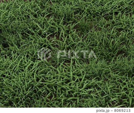 fresh green grass background 8069213