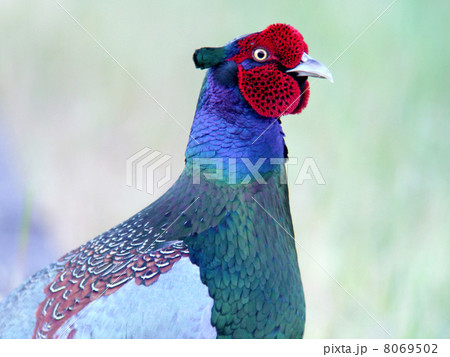 キジ(オスキジの上半身) キジ(オスキジの上半身) 8069502