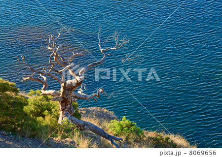 Tree and coast Tree and coast 8069656