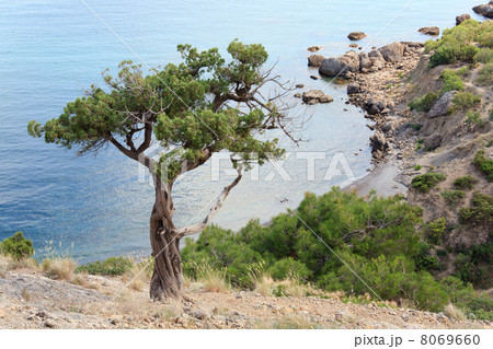 juniper tree on rock on sea background juniper tree on rock on sea background 8069660