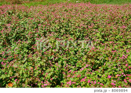 赤蕎麦の花 花言葉 あなたを救う Flowers Of Red Buckwheatsの写真素材