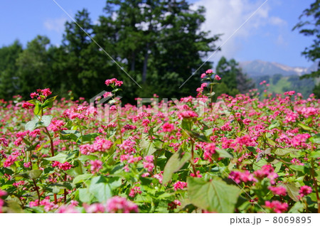 赤蕎麦の花 花言葉 あなたを救う Flowers Of Red Buckwheatsの写真素材