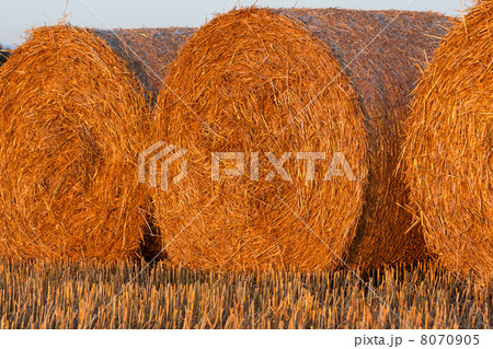 round bale of straw in the meadow round bale of straw in the meadow 8070905