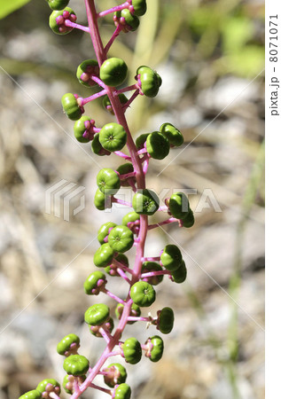 ヨウシュヤマゴボウ（洋種山牛蒡） 8071071