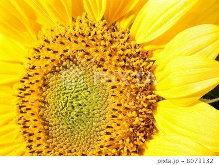 yellow sunflower fragment macro (background) yellow sunflower fragment macro (background) 8071132