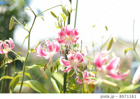 鹿の子百合・ピンク 鹿の子百合・ピンク 8071161