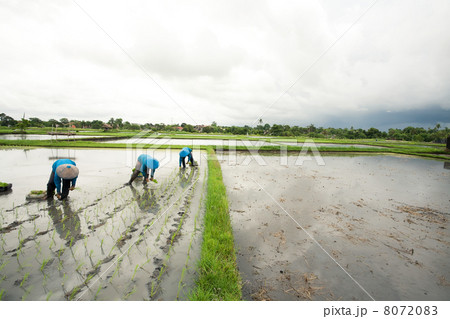 Balinese female farmers planting rice by hands. Balinese female farmers planting rice by hands. 8072083