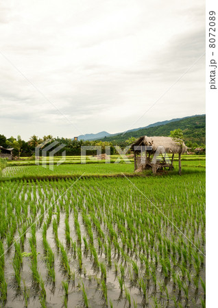 Rice field. Bali, Indonesia Rice field. Bali, Indonesia 8072089