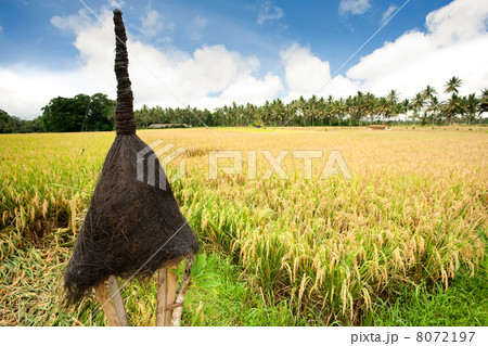 Rice field 8072197