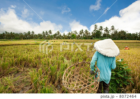 Harvesting rice 8072464