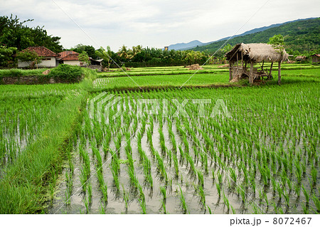 Rice field. Bali, Indonesia 8072467