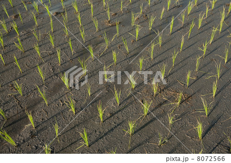 Rice field 8072566
