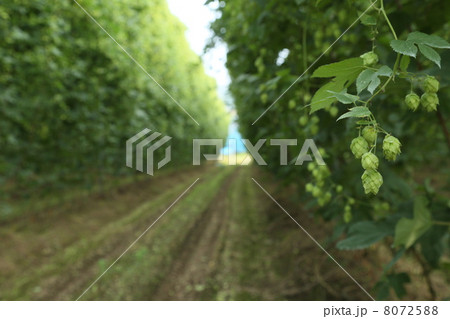 ホップ農園 8072588