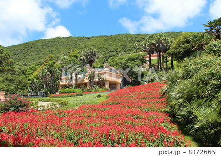 サルビア 8072665