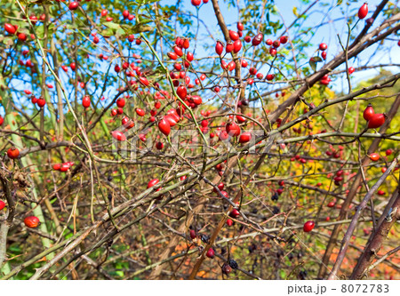 Bush with red hips 8072783