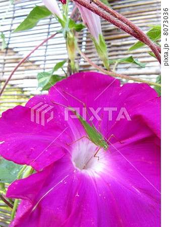 アサガオとアシグロツユムシ 8073036
