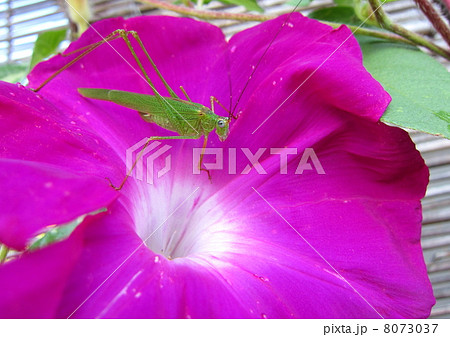 アサガオとアシグロツユムシ 8073037