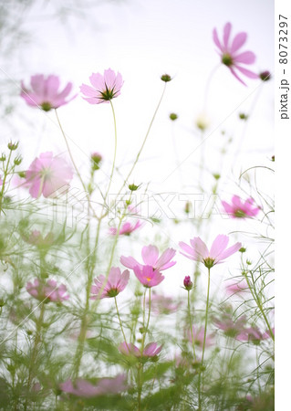 コスモス 8073297