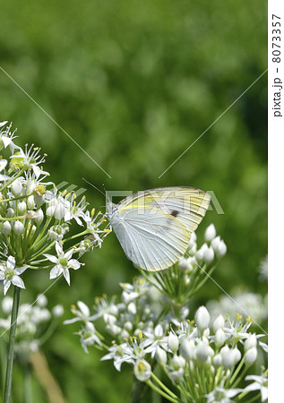 ニラの花にとまるモンシロチョウ ニラの花にとまるモンシロチョウ 8073357