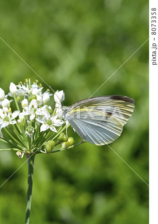 ニラの花にとまるモンシロチョウ 8073358