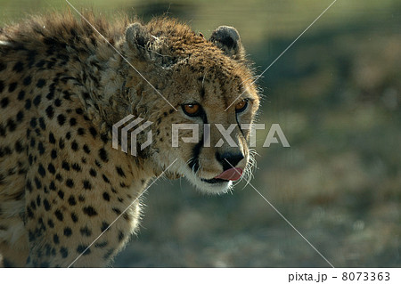 チーター チーター 8073363