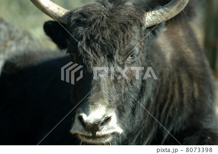 ヤク 8073398