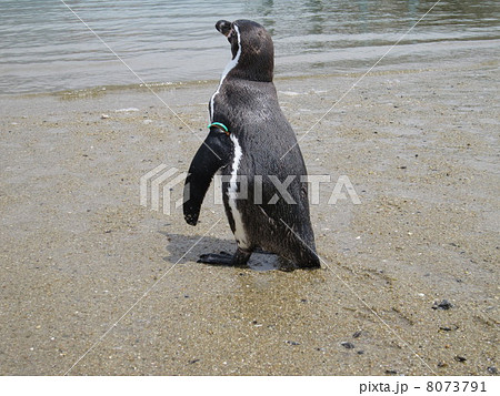 フンボルトペンギンの後ろ姿の写真素材