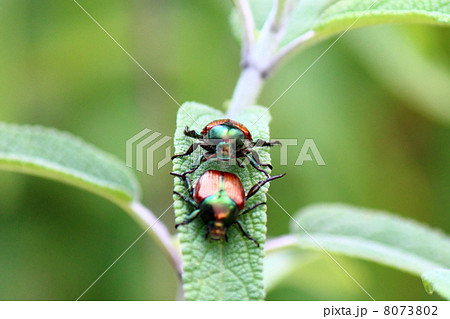 マメコガネ 8073802