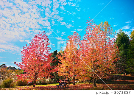 モミジバフウ 8073857