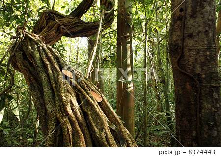 Liana growing in tropical rainforest in the Peruvian Amazon Liana growing in tropical rainforest in the Peruvian Amazon 8074443