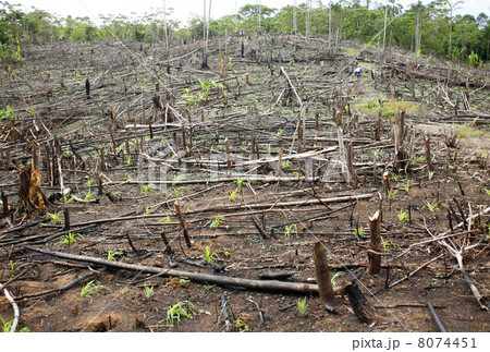 Slash and burn cultivation in the Peruvian Amazon 8074451