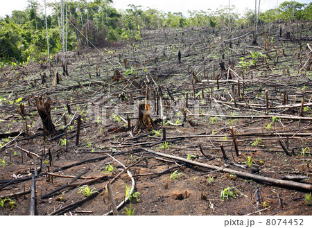 Slash and burn cultivation in the Peruvian Amazon 8074452