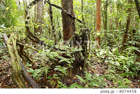 Monkey Ladder lianas (Bauhinia sp.) in tropical rainforest near 8074458