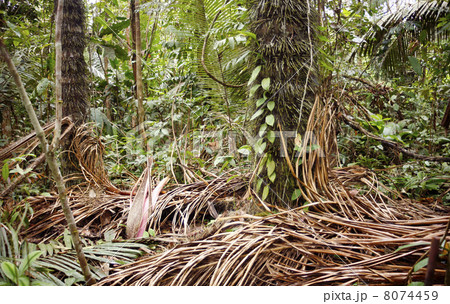 Spiny trunks of the Chambira palm (Astrocaryum chambira) growing 8074459