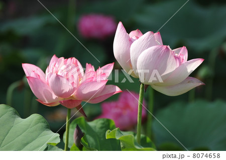 蓮花 8074658