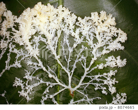 Plasmodium stage of a slime mould. Moves over the surface like a 8074665