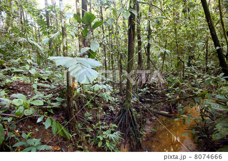 A small stream running along the rainforest floor, Ecuador 8074666