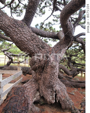 久米島・五枝の松 8075104