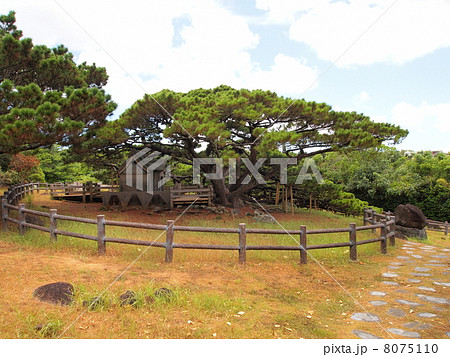 久米島・五枝の松 久米島・五枝の松 8075110