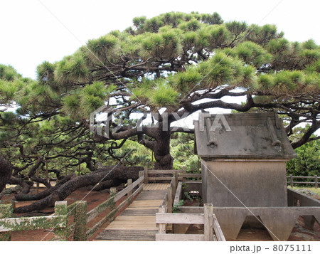 久米島・五枝の松 8075111