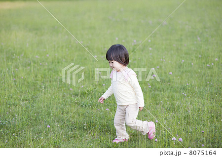 夕方の散歩 8075164