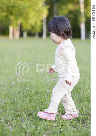 夕方の散歩 8075165