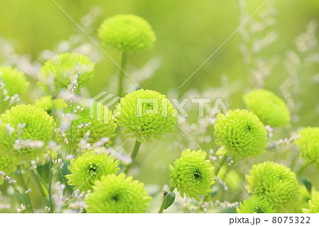 スプレー菊 スプレー菊 8075322