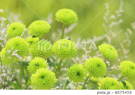 花束 花束 8075459